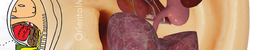 cursuri acupunctura  in 6 energii si cursuri auriculoterapie in 6 energii